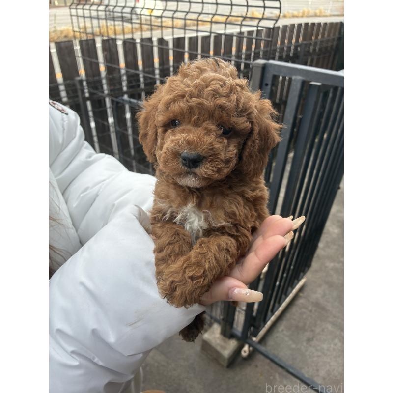 販売中の滋賀県のマルプー:マルチーズ×トイプードル-432745の3枚目