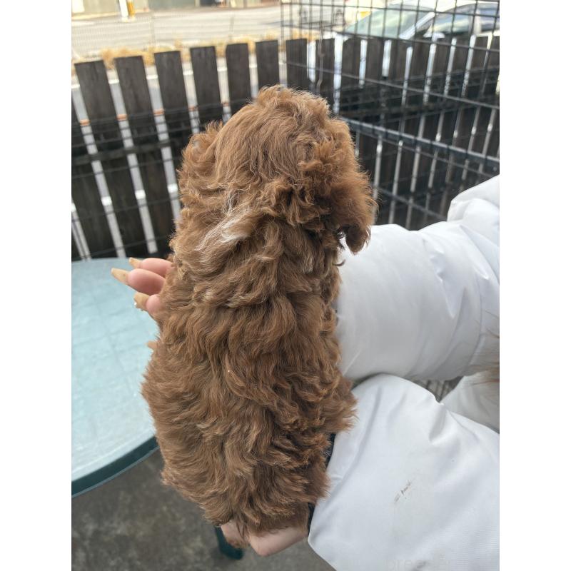 販売中の滋賀県のマルプー:マルチーズ×トイプードル-432745の2枚目
