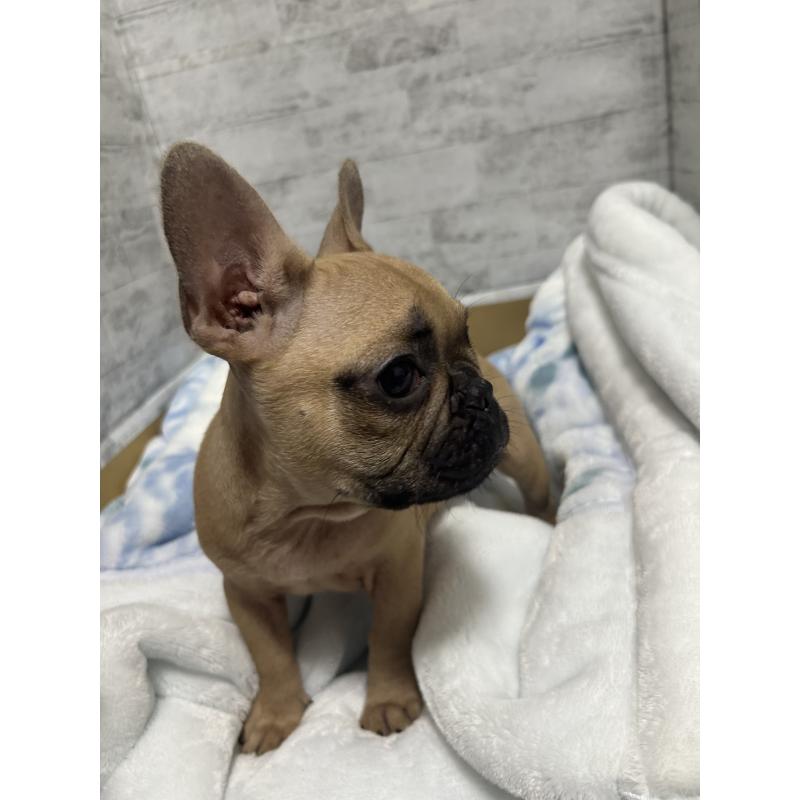 販売中の福井県のフレンチブルドッグ-426252の9枚目