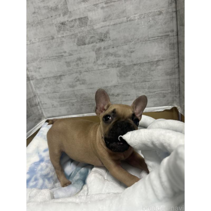 販売中の福井県のフレンチブルドッグ-426252の8枚目