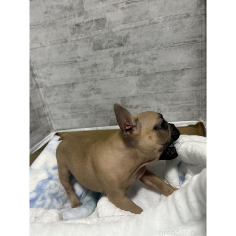 販売中の福井県のフレンチブルドッグ-426252の7枚目