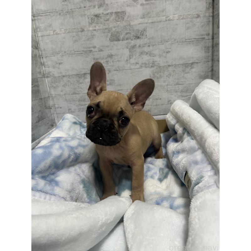 販売中の福井県のフレンチブルドッグ-426252の6枚目