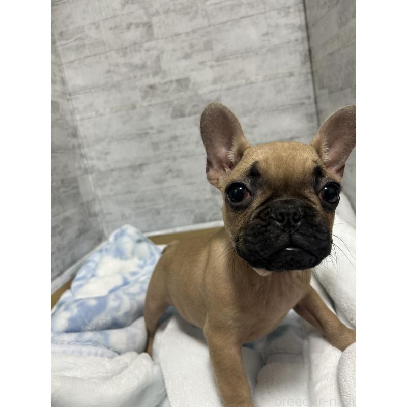 販売中の福井県のフレンチブルドッグ-426252の5枚目