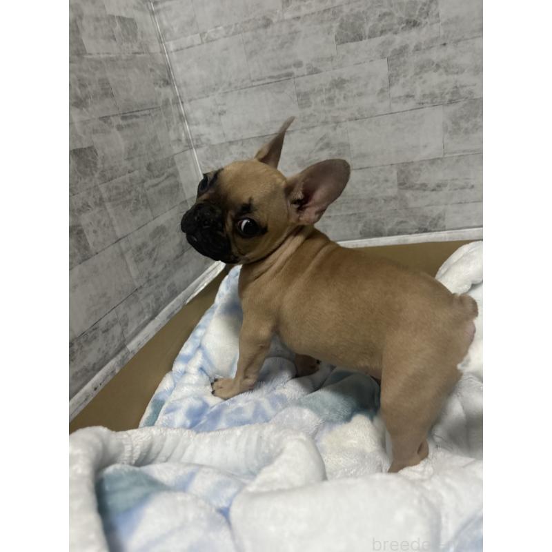 販売中の福井県のフレンチブルドッグ-426252の4枚目