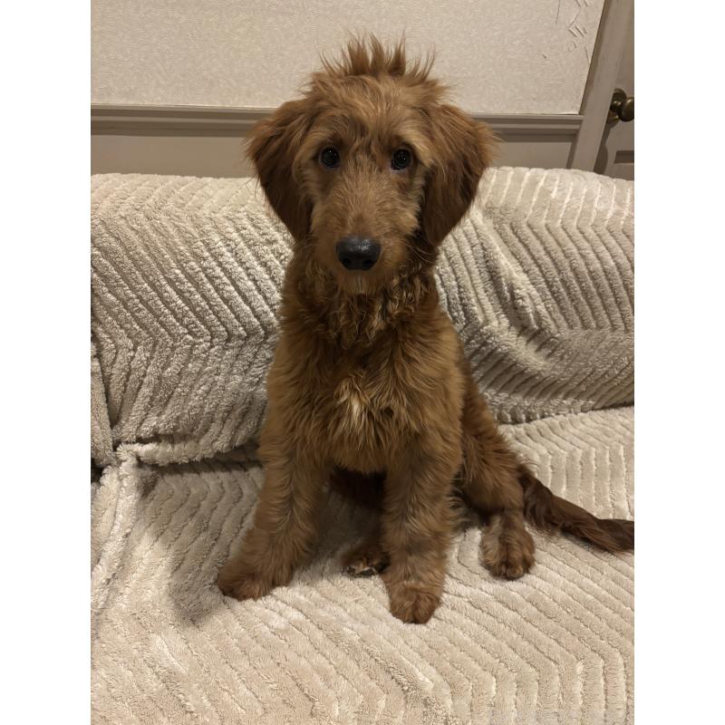 販売中の茨城県のゴールデンドゥードル:ゴールデンレトリーバー×プードル-404137