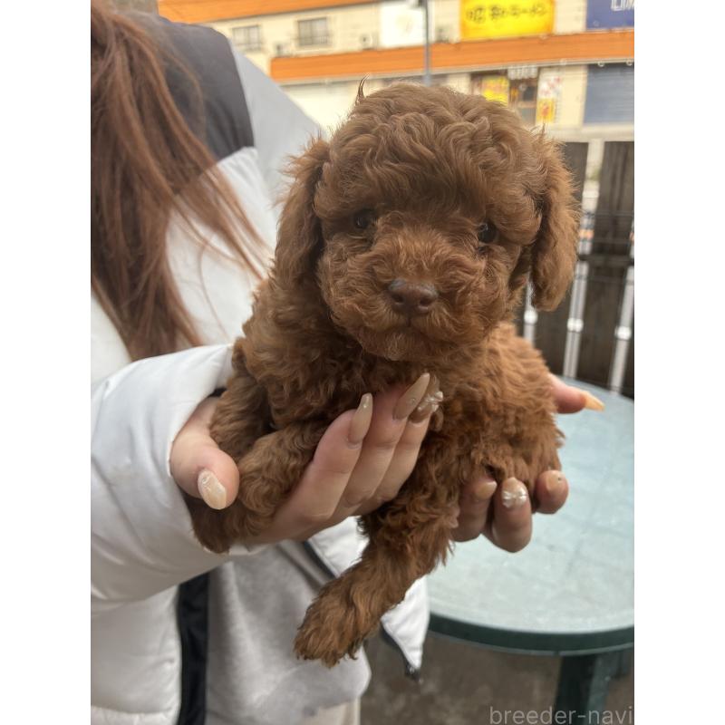 販売中の滋賀県のマルプー:マルチーズ×トイプードル-432747の4枚目