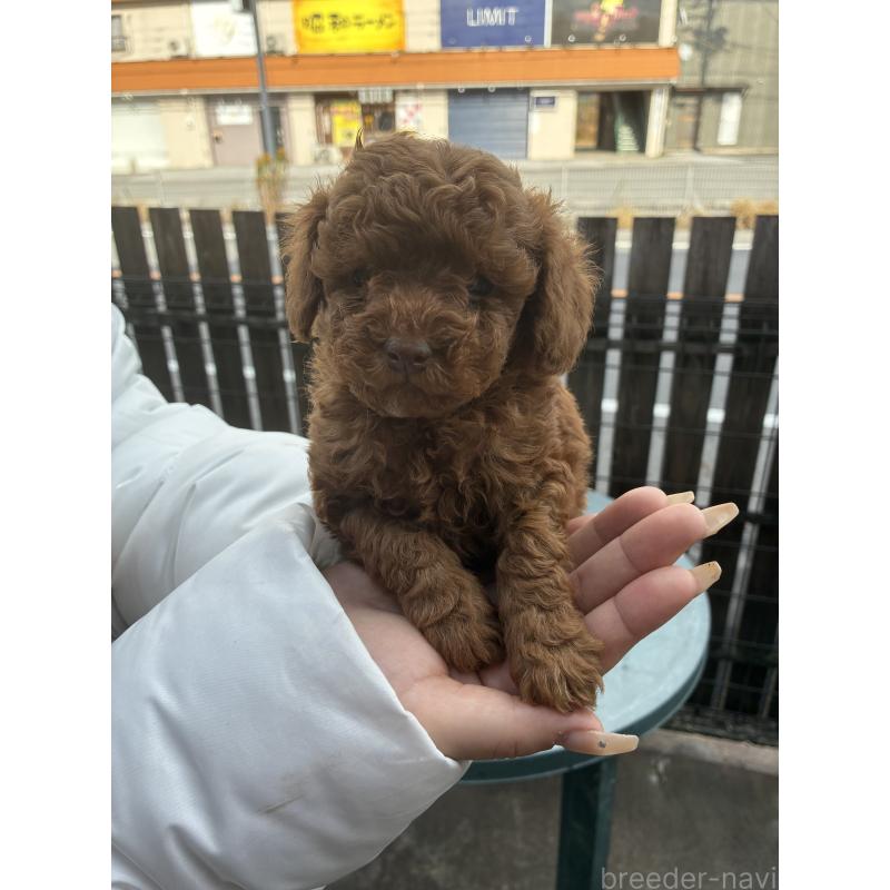 販売中の滋賀県のマルプー:マルチーズ×トイプードル-432747の3枚目