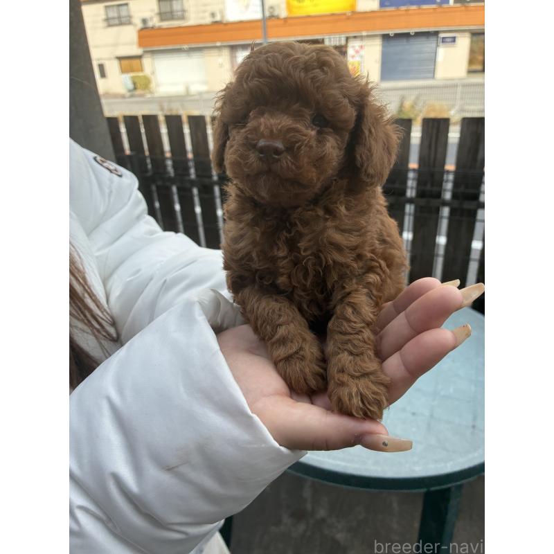 販売中の滋賀県のマルプー:マルチーズ×トイプードル-432747の2枚目