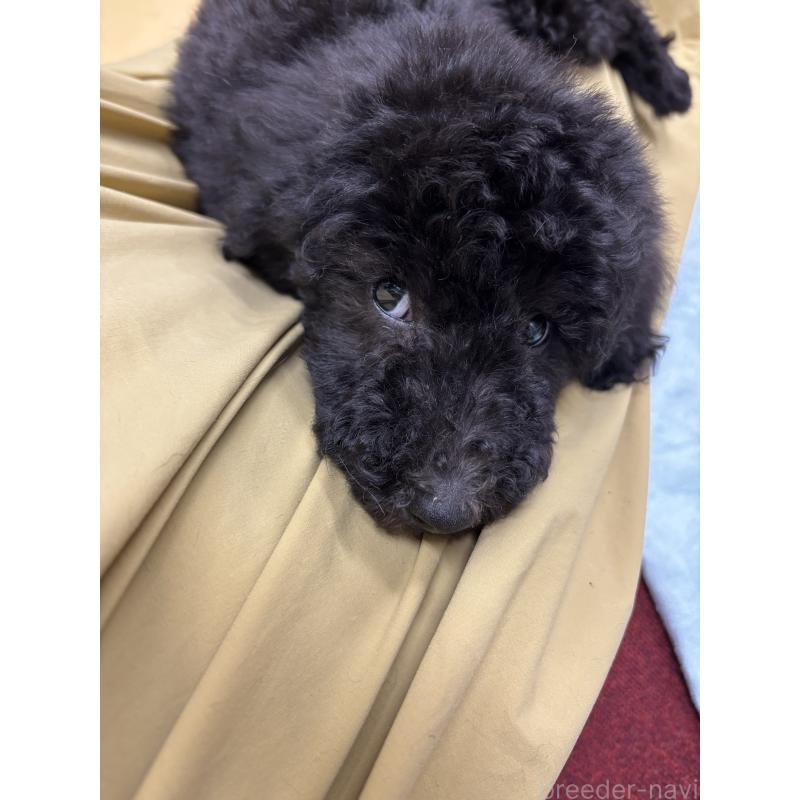 成約済の福岡県のスタンダードプードル-430303の5枚目