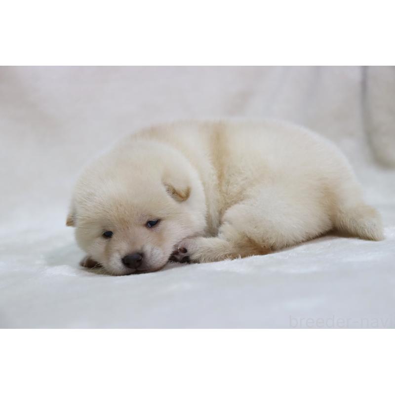 販売中の滋賀県の柴犬-432748の3枚目