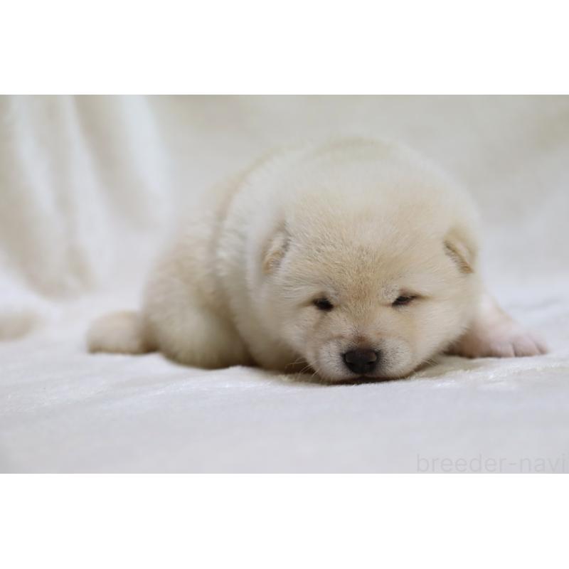 販売中の滋賀県の柴犬-432749の8枚目