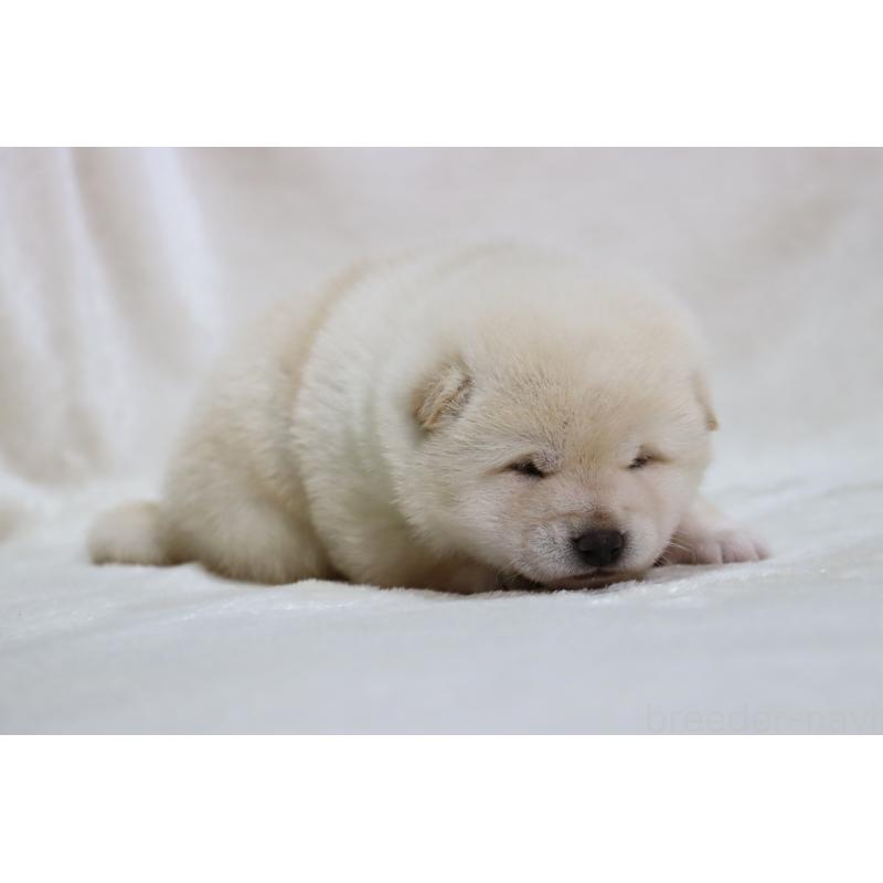 販売中の滋賀県の柴犬-432749の7枚目