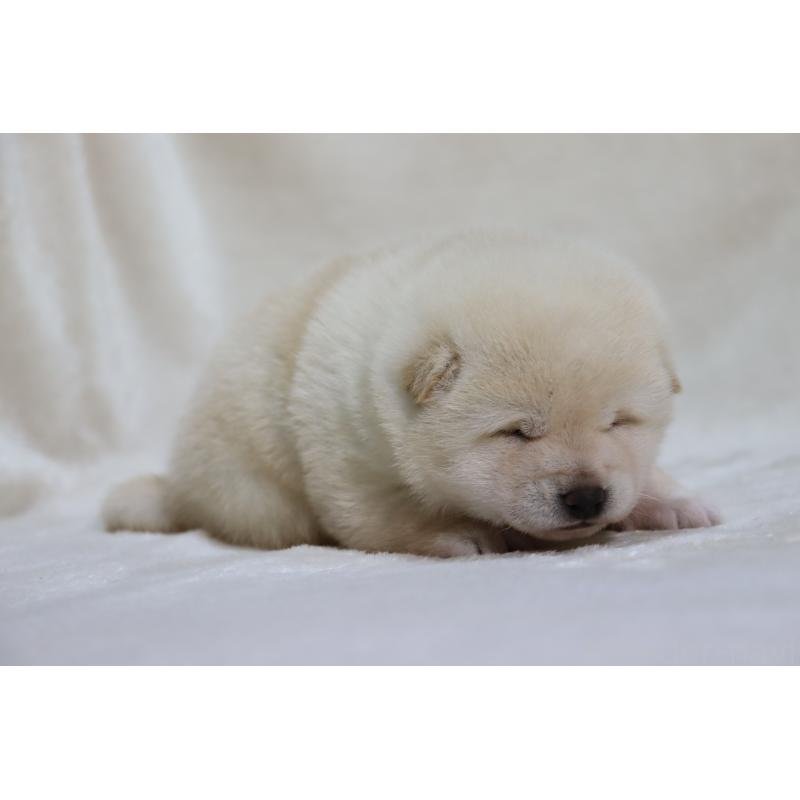 販売中の滋賀県の柴犬-432749の6枚目