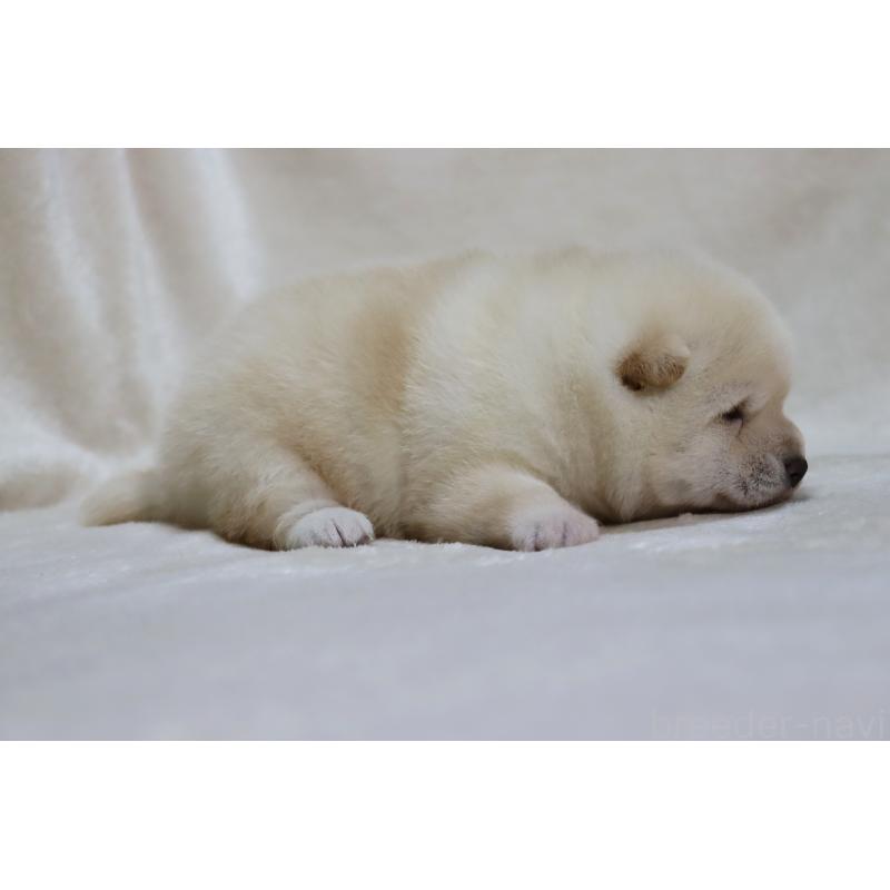 販売中の滋賀県の柴犬-432749の5枚目