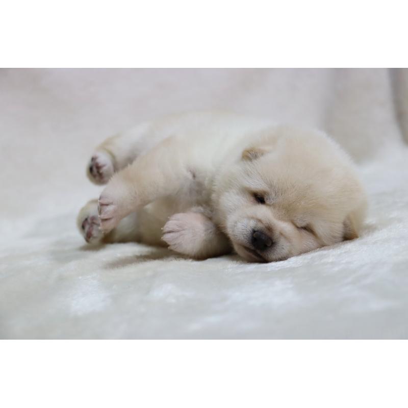 販売中の滋賀県の柴犬-432749の4枚目