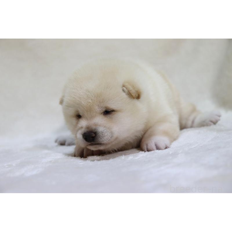 販売中の滋賀県の柴犬-432749の3枚目