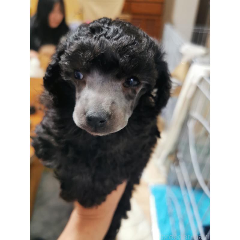 販売中の神奈川県のトイプードル-431250の2枚目