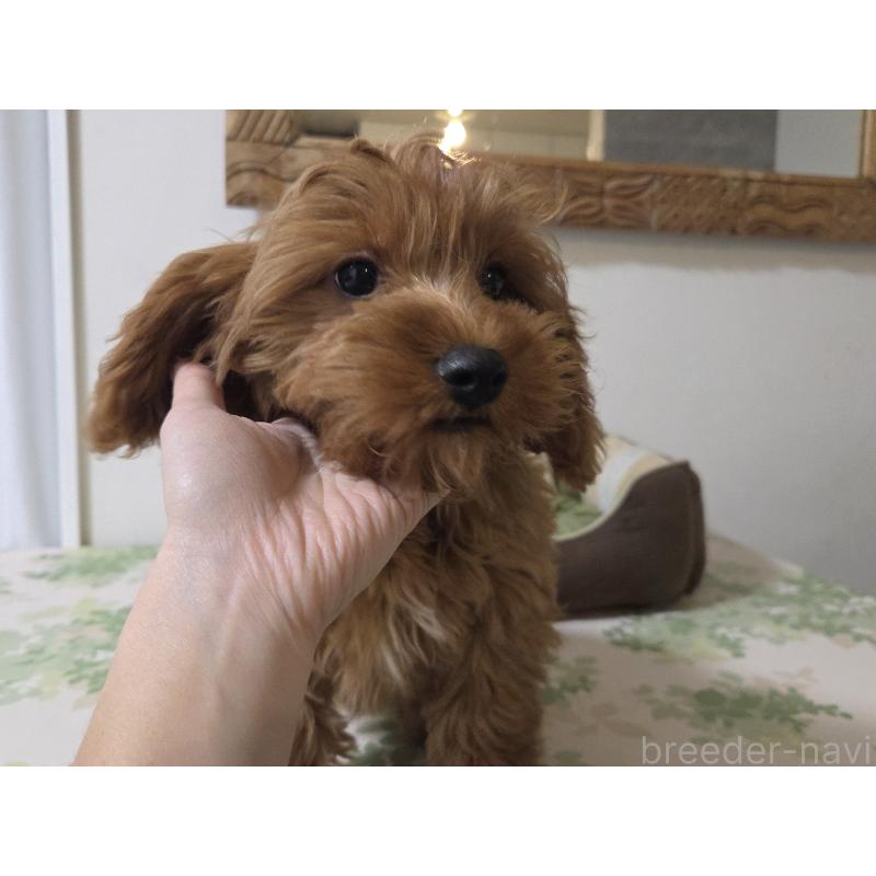 成約済の神奈川県のキャバプー:キャバリア×トイプードル-416239の6枚目