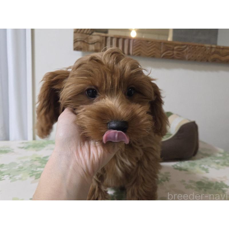 成約済の神奈川県のキャバプー:キャバリア×トイプードル-416239の5枚目