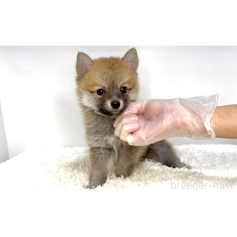 販売中の茨城県のミックス犬-432623の2枚目