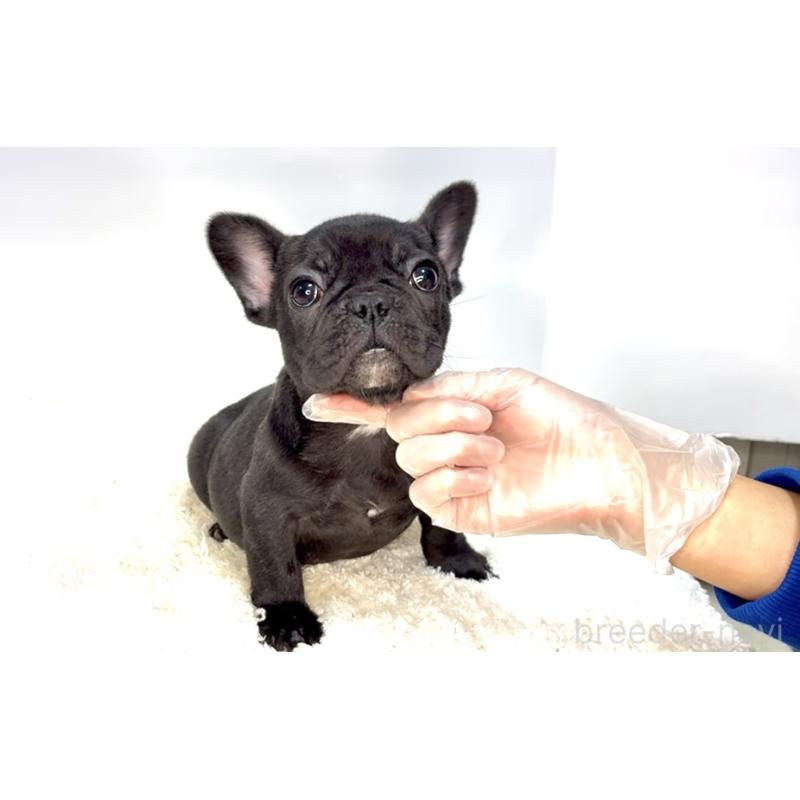 販売中の茨城県のフレンチブルドッグ-432624の6枚目