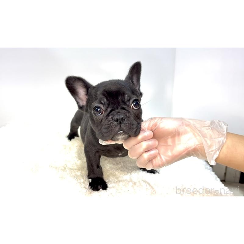 販売中の茨城県のフレンチブルドッグ-432624の5枚目