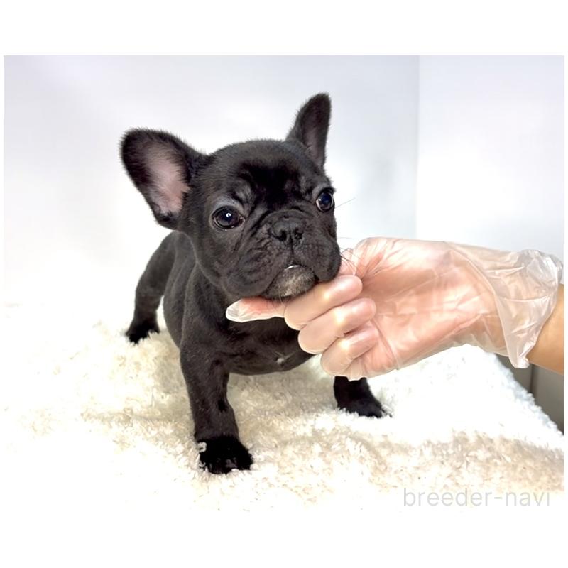 販売中の茨城県のフレンチブルドッグ-432624の4枚目