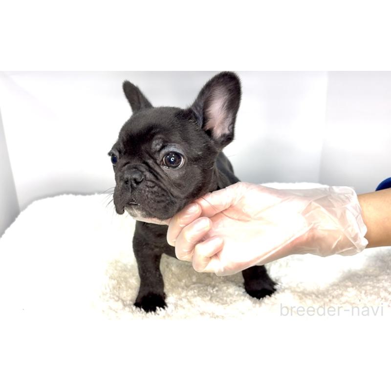 販売中の茨城県のフレンチブルドッグ-432624の2枚目