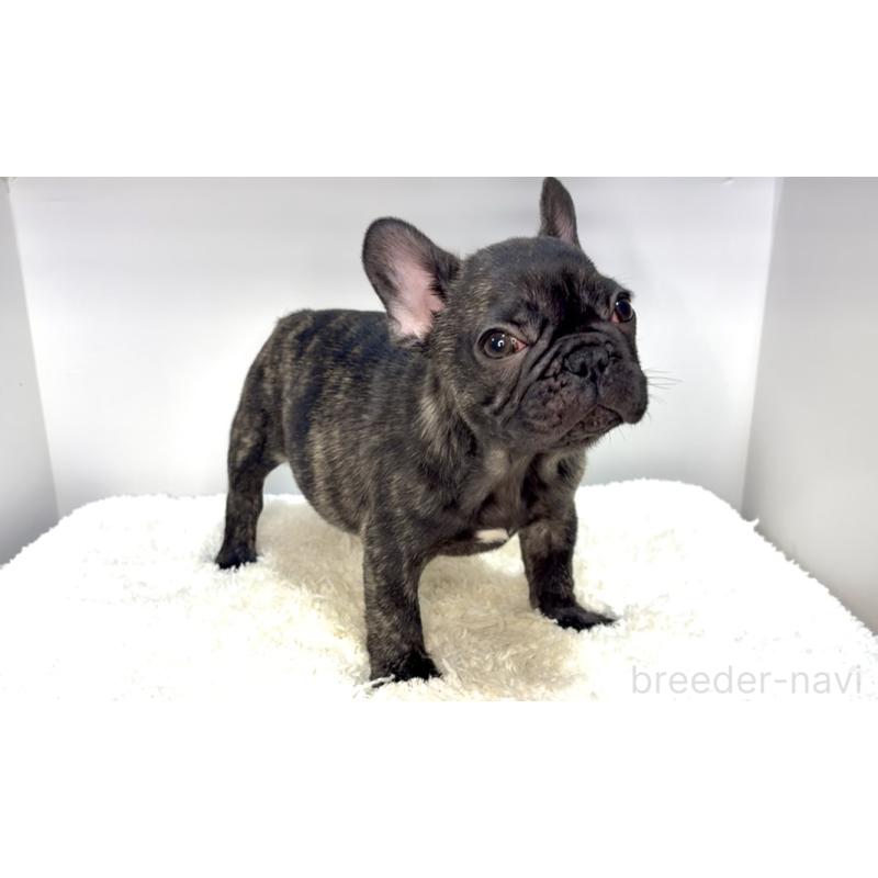 販売中の茨城県のフレンチブルドッグ-432625の4枚目