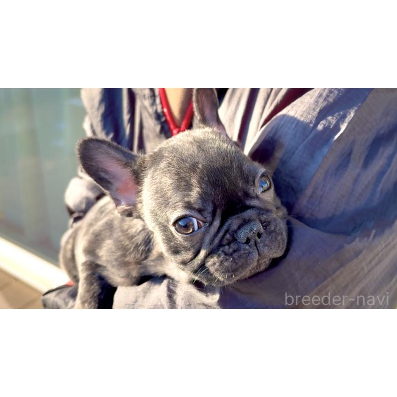 販売中の茨城県のフレンチブルドッグ-432625の3枚目