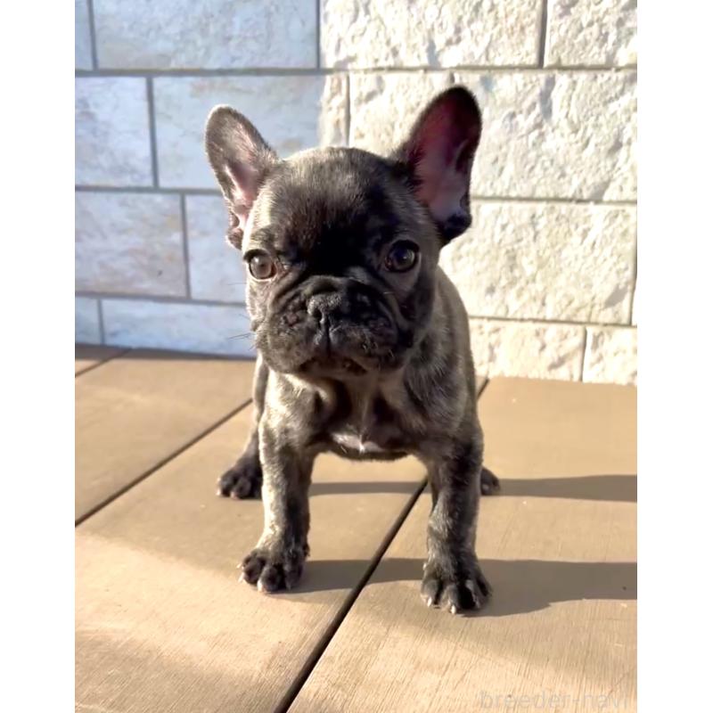 販売中の茨城県のフレンチブルドッグ-432625の2枚目