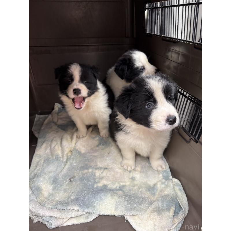 販売中の青森県のボーダーコリー-432626の2枚目