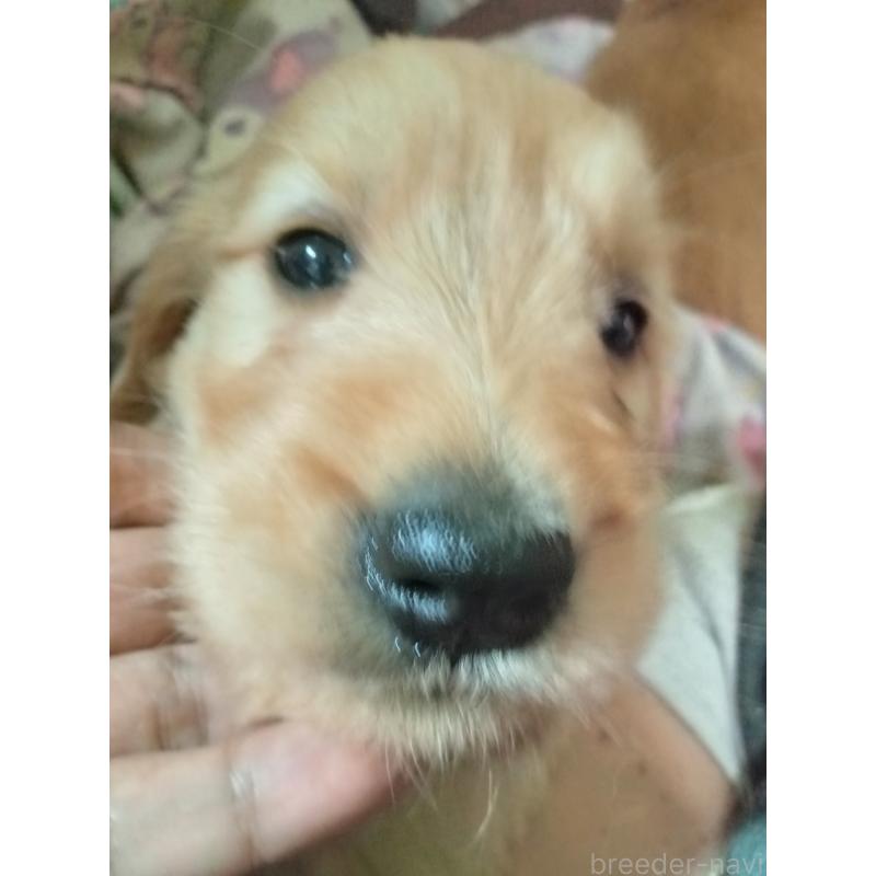 販売中の兵庫県のゴールデンドゥードル:ゴールデンレトリーバー×プードル-432627の1枚目