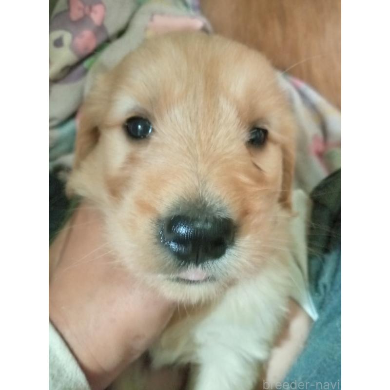 販売中の兵庫県のゴールデンドゥードル:ゴールデンレトリーバー×プードル-432627の3枚目