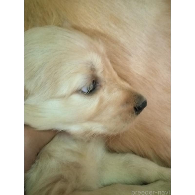 販売中の兵庫県のゴールデンドゥードル:ゴールデンレトリーバー×プードル-432627の2枚目