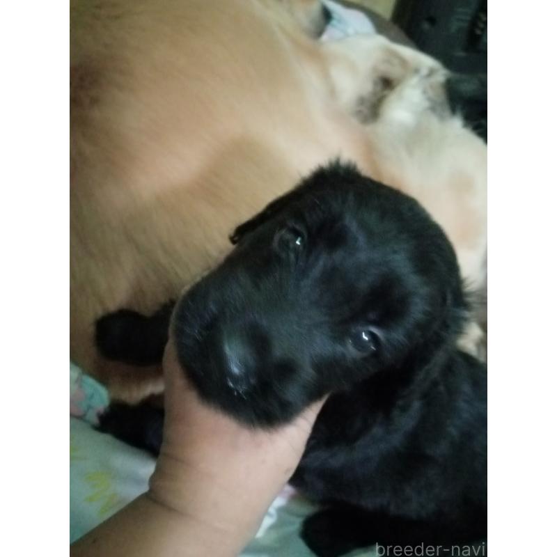 販売中ののゴールデンドゥードル:ゴールデンレトリーバー×プードル-432628