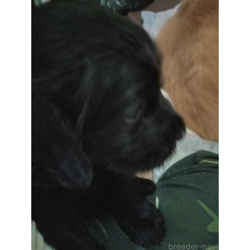 販売中の兵庫県のゴールデンドゥードル:ゴールデンレトリーバー×プードル-432628の2枚目