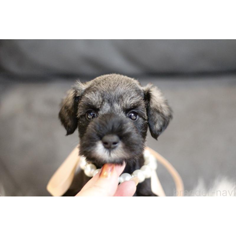 販売中の千葉県のミニチュアシュナウザー-432631の8枚目