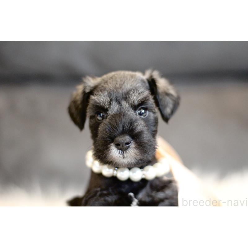 販売中の千葉県のミニチュアシュナウザー-432631の7枚目