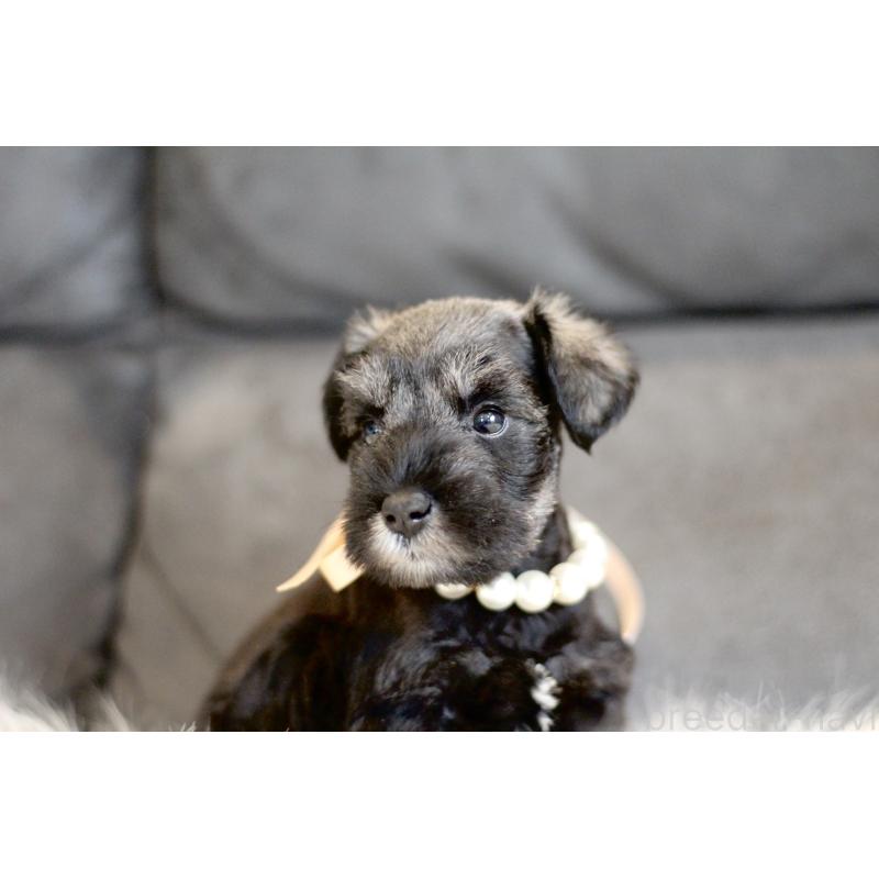 販売中の千葉県のミニチュアシュナウザー-432631の6枚目