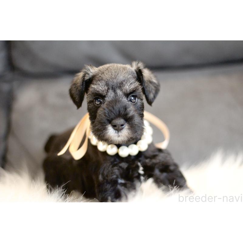 販売中の千葉県のミニチュアシュナウザー-432631の5枚目