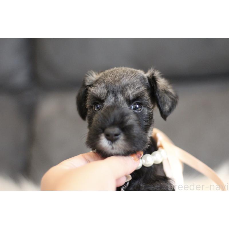 販売中の千葉県のミニチュアシュナウザー-432631の4枚目