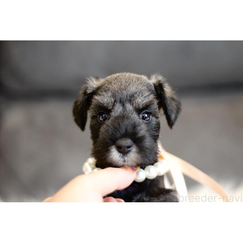 販売中の千葉県のミニチュアシュナウザー-432631の3枚目