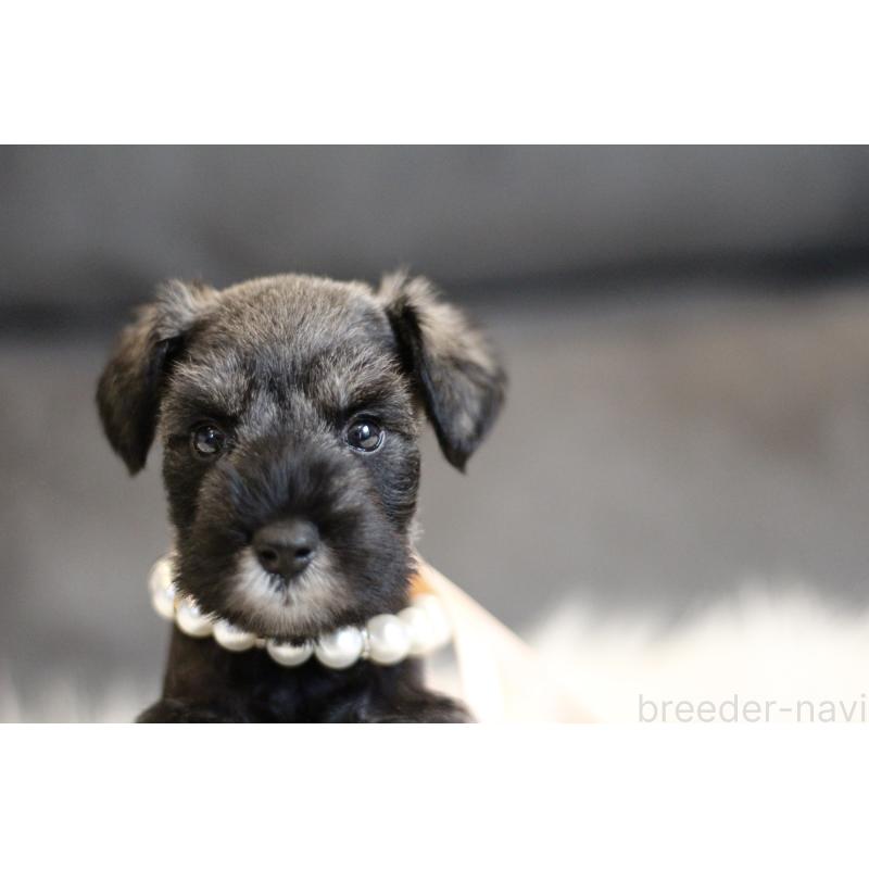 販売中の千葉県のミニチュアシュナウザー-432631の2枚目