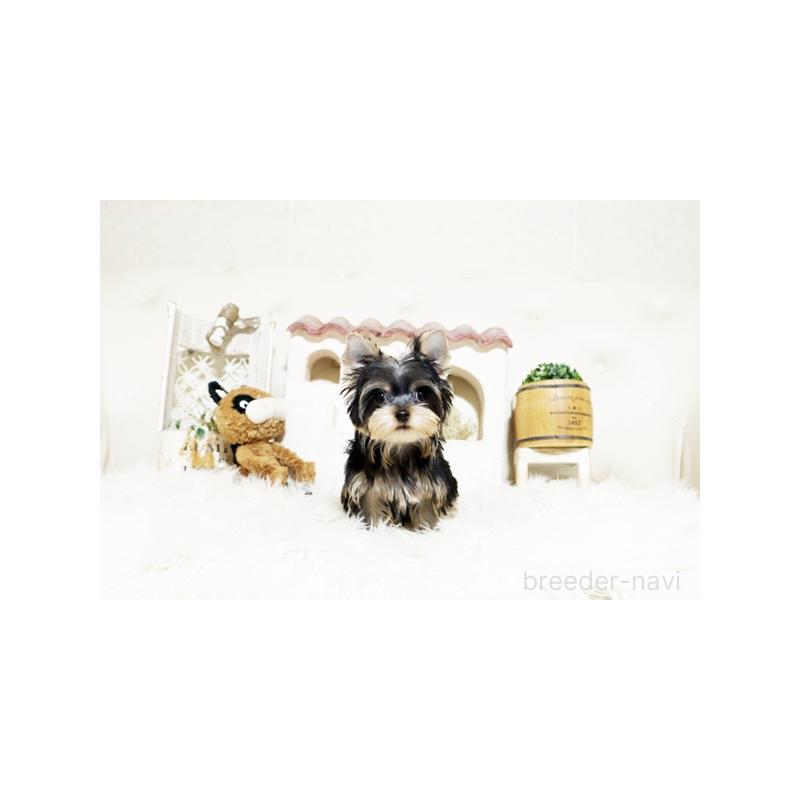 成約済の佐賀県のヨークシャーテリア-427789の5枚目