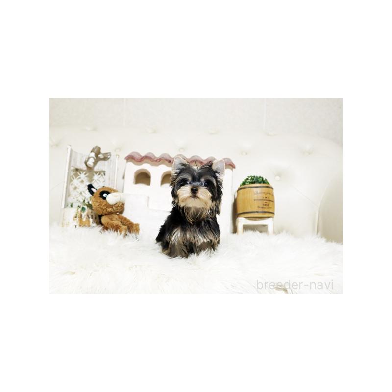 成約済の佐賀県のヨークシャーテリア-427789の4枚目