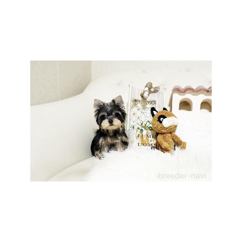 成約済の佐賀県のヨークシャーテリア-427789の3枚目