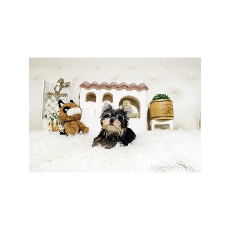 成約済の佐賀県のヨークシャーテリア-427789の2枚目