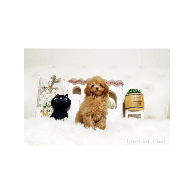 販売中の佐賀県のトイプードル-427797の5枚目