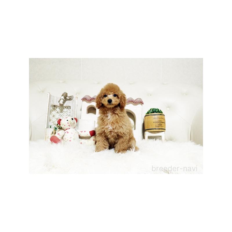 成約済の佐賀県のトイプードル-427798の5枚目